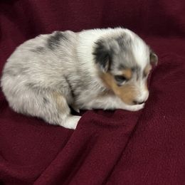 Girl 1 - Blue merle Collie puppy in Bad Axe, Michigan from Collie Campo