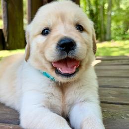Aurora - Light golden female Golden Retriever puppy in Doniphan, Missouri from Stockford’s Golden Retrievers