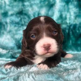 Charleston - Chocolate male Cavapoo puppy in Knoxville, Tennessee from Rocky Top Cavapoos