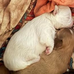 Joanie(Happy Days) - Cream and white female Chihuahua puppy in Amelia, Virginia from Pannell’s Precious Pups