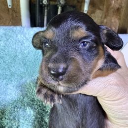 August - Black and tan male Dachshund puppy in Mayport, Pennsylvania from PA's Darling Doxies