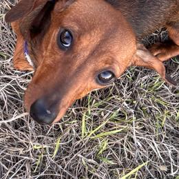 Wanda - Dachshund