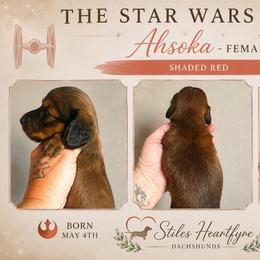 Ahsoka - Red female Dachshund puppy in South Fulton, Tennessee from Stiles' Heartfyre Dachshunds