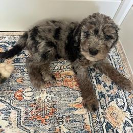 Biscuit - male Australian Mountain Doodle puppy in Sherrills Ford, North Carolina from Magnolia Grove Farms