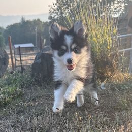 Vegas - Black female Pomsky puppy in Mc Minnville, Oregon from West Coast Pomskies