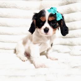 Iris - Tri-color female Cavalier King Charles Spaniel puppy in Wilburton, Oklahoma from My Kids Kennel