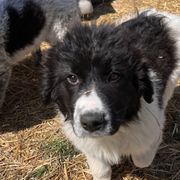 Girl 4 - Red - White and black Karakachan puppy in Michigan from MI Family Farm