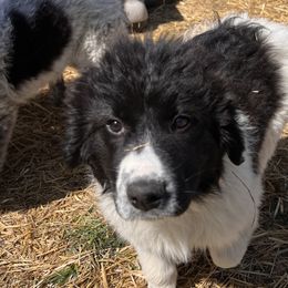 Girl 4 - Red - White and black Karakachan puppy in Michigan from MI Family Farm