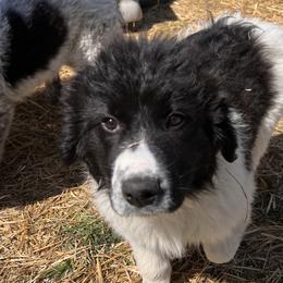 Girl 4 - Red - White and black Karakachan puppy in Michigan from MI Family Farm