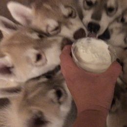 Siberian Husky Puppies from KPM Siberians