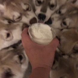 Siberian Husky Puppies from KPM Siberians
