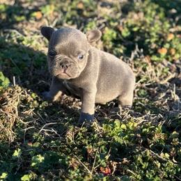 Wyatt - Blue male French Bulldog puppy in Wann, Oklahoma from OG’s Frenchies