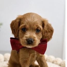Spumoni - Buff and white male Cockapoo puppy in Anderson, South Carolina from Cackalacky Companions