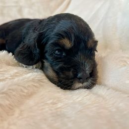 Cocker Spaniel Puppies from Jennifer Dees