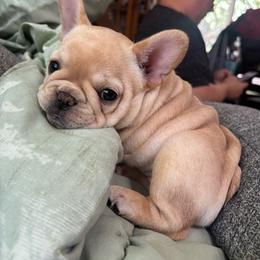 Vida - Cream female French Bulldog puppy in Newport, Oregon from Blue Coast Bulldogs