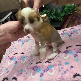 HHL male 1 - Slate male Chinese Crested puppy in Blue Earth, Minnesota from Ciao Bella Chinese Cresteds