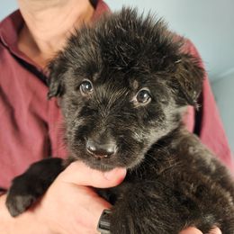 Keeper (Black collar) - Black male German Shepherd puppy in Columbus, Indiana from Stony Lonesome GSD