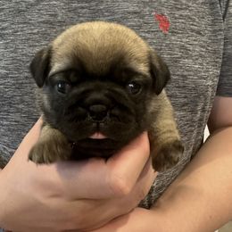 Girl 1 - Fawn female Pug puppy in Hemet, California from Greek God Pugs