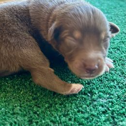 I'm A Country Boy - Red tri-color male Australian Shepherd puppy in Alamogordo, New Mexico from Two Nichols Aussies