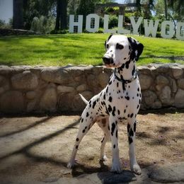 Border Terriers and Dalmatians from Undeniable Dalmatians & Border Terriers