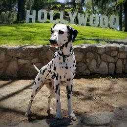 Border Terriers and Dalmatians from Undeniable Dalmatians & Border Terriers