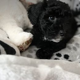 Maltipoo Puppies from Awwws&Pawws