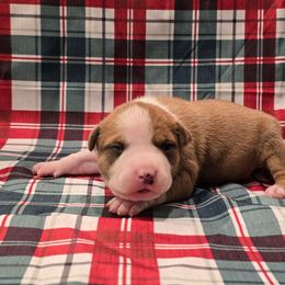 Girl 2 - Red female American Staffordshire Terrier puppy in Springfield, Illinois from Prairieland Kennels