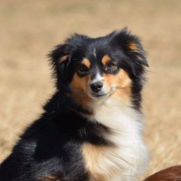 Tilly - Toy Australian Shepherd