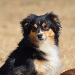 Tilly - Toy Australian Shepherd
