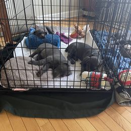 Weimaraner Puppies from Wren’s Weimaraner