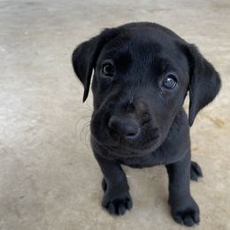 JUNO (Yellow collar) - Labrador Retriever puppy from Christian Martir