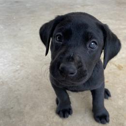 JUNO (Yellow collar) - Labrador Retriever puppy from Christian Martir