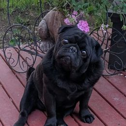 Hoskinspugs - Pug