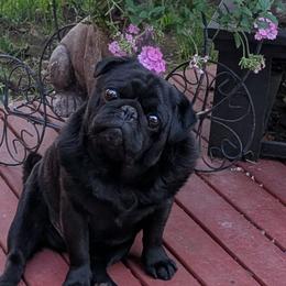 Hoskinspugs - Pug