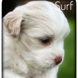 Surf - Gold male Havanese puppy in Katy, Texas from Cloud 9 Havanese