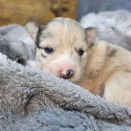 Girl 2 - Merle female Pomsky puppy in La/Oc, California from SoCal Pomskies LLC