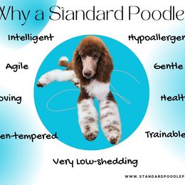 Arthur - Silver male Poodle puppy in Meadowbrook, California from Standard Poodle Pups