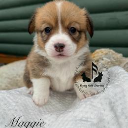 Vivian with tail - Sable female Pembroke Welsh Corgi puppy in Casper, Wyoming from Flying Note Shorties