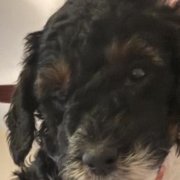 Poodles from Liberty Farm Puppies