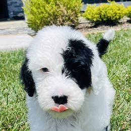 Sheepadoodle Puppies from M&B Puppy Love
