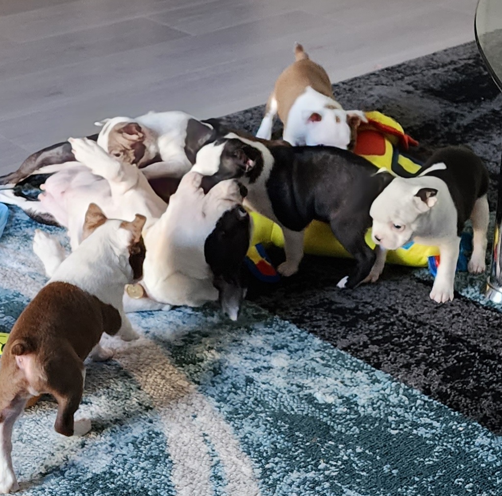 Boston Terriers from Tallulahs Boston babes