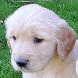 Girl 2 - Light golden female Golden Retriever puppy in Loomis, California from Davids Golden Retrievers