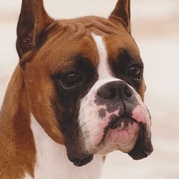 Boxers from Rummer Run Boxers
