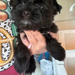 Cash - Parti male Yorkshire Terrier puppy in Cameron, Oklahoma from Jane’s Yorkies