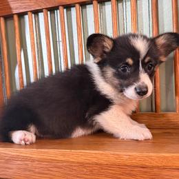 Vega - Black and tan female Pembroke Welsh Corgi puppy in Derby, Iowa from NHC Kennels