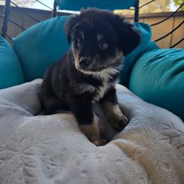 Walker - Black tri-color male Australian Shepherd puppy in Copperas Cove, Texas from Hidden Leaf Aussies