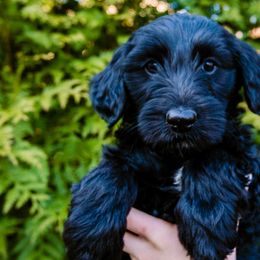 ‘Peach’ Cobbler Girl - Black Goldendoodle puppy in Lake Wylie, South Carolina from Lake Wylie Doodles