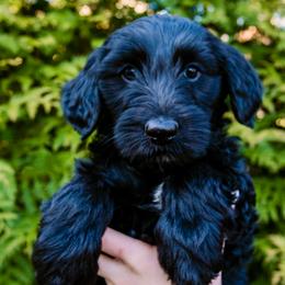 ‘Peach’ Cobbler Girl - Black Goldendoodle puppy in Lake Wylie, South Carolina from Lake Wylie Doodles