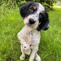 English Setter puppies from English Setters of the Eyrie
