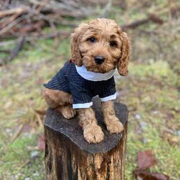 Cavapoo and Cockapoo Puppies from Heavenly puppies to love